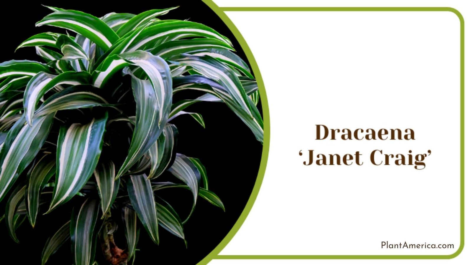 Dracaena Janet Craig Plants Plant America Dracaena Janet Craig Plants Plant America