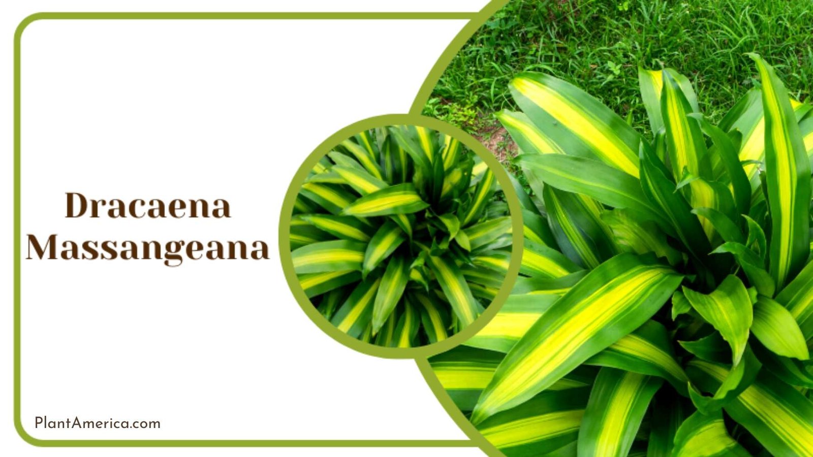 Dracaena Massangeana Growing Outside Plant America Dracaena Massangeana Growing Outside Plant America