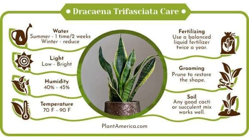 Dracaena Trifasciata Care Infographic Plant America