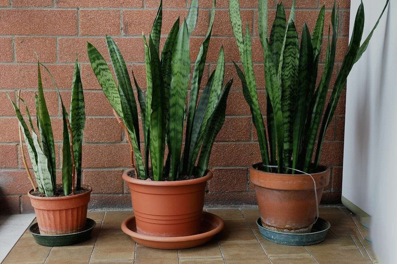 Dracaena Trifasciata Snake Plant Plant America