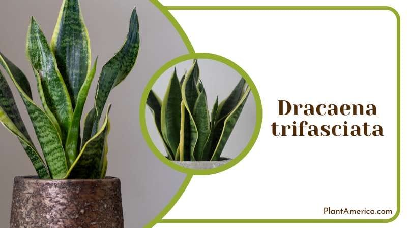Dracaena trifasciata resemble artificial foliage Plant America