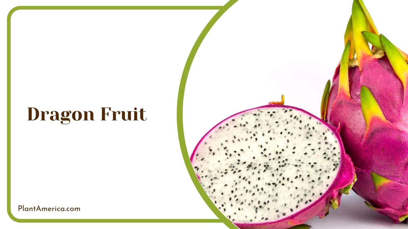 Dragon Fruit With White Flesh Plant America