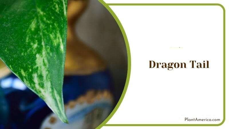 Dragon Tail Plant America