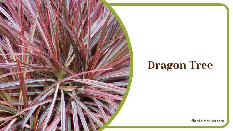 Dragon Tree type of dracaena Plant America Dragon Tree type of dracaena Plant America