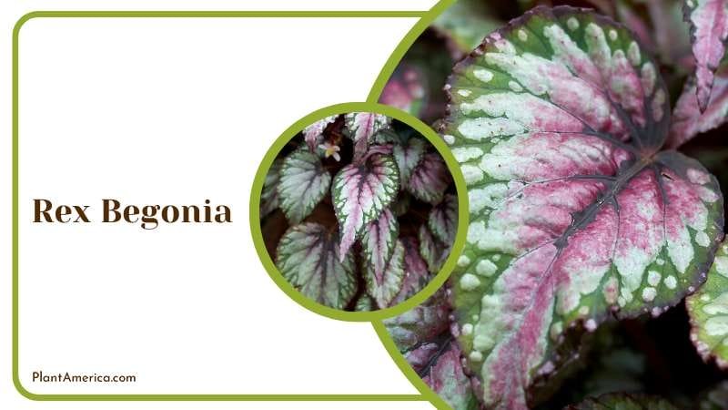 Dragon Wing Begonia Plant America