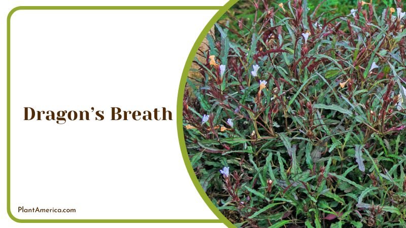 Dragon’s Breath Plants on Pot ~ PlantAmerica