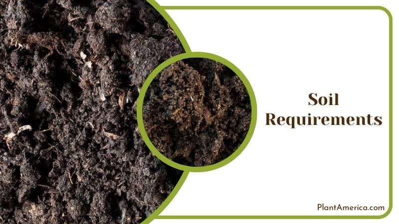 Draining Soil Mix for Philodendron Plants Plant America