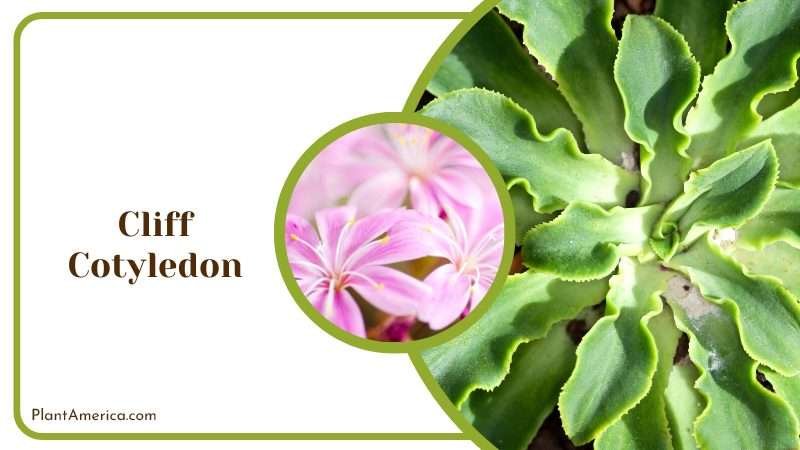 Dramatic Cliff Cotyledon Succulent Plant America