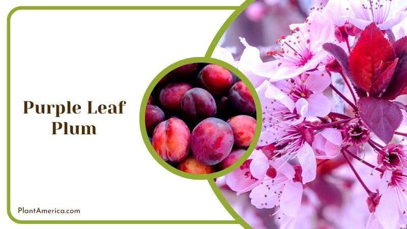 Dramatic Purple Leaf Plums Plant America