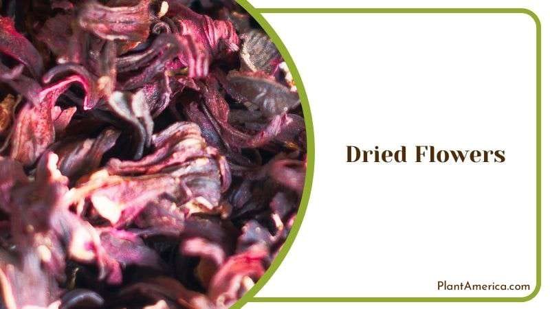 Dried Hibiscus Flowers Plant America