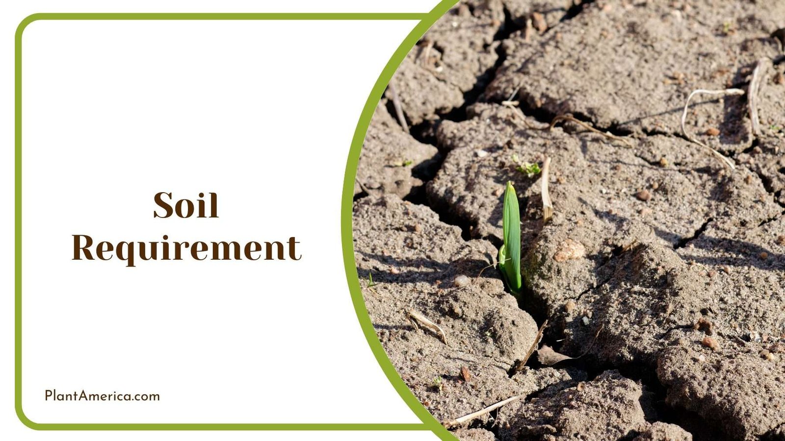 Dried Out Soil Plant America