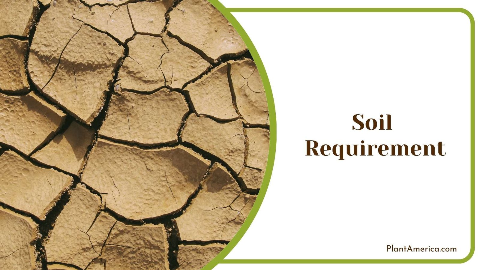 Dried Soil From Closer Shot Plant America