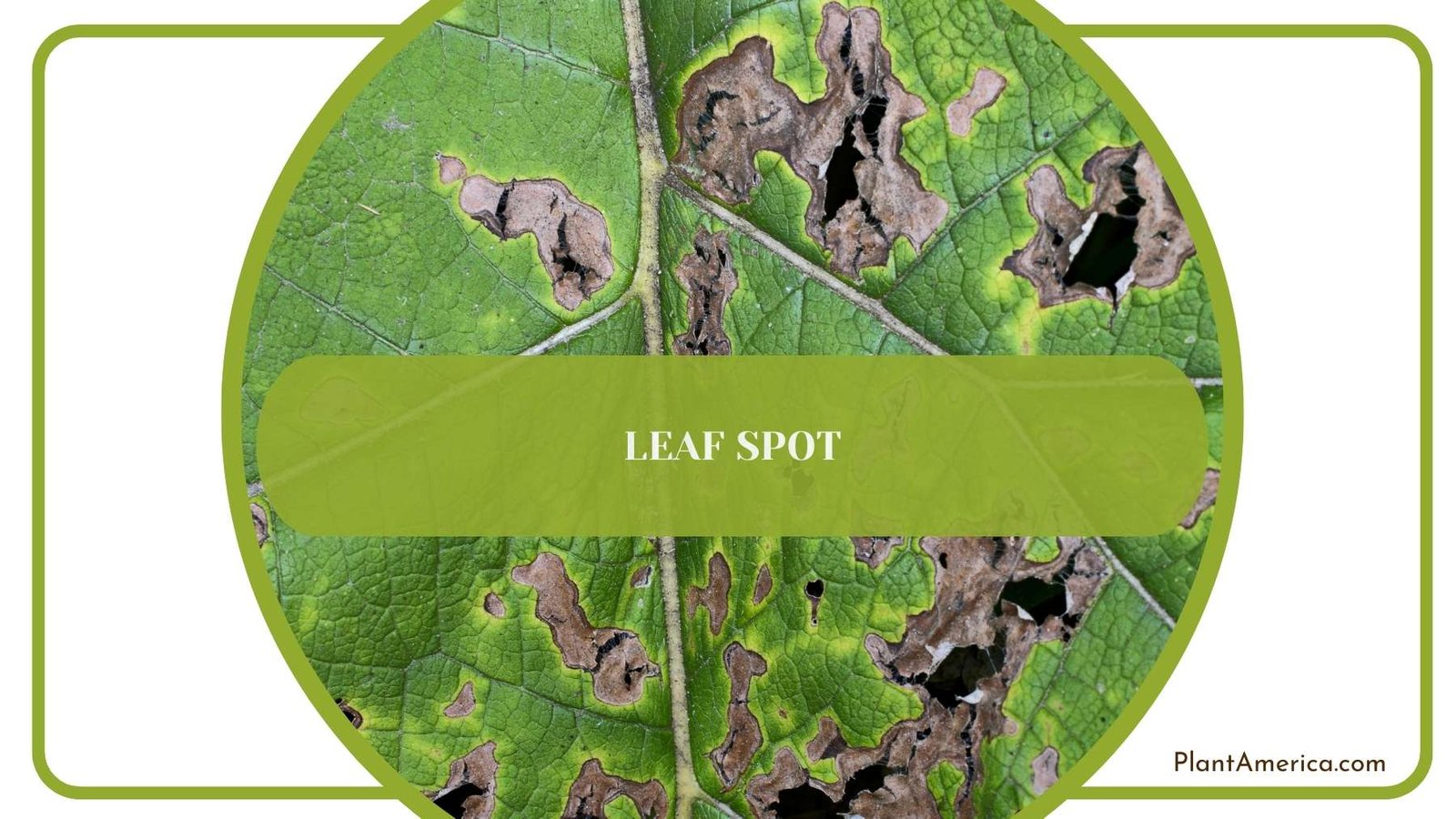 Dried Spots On a Leaf Plant America