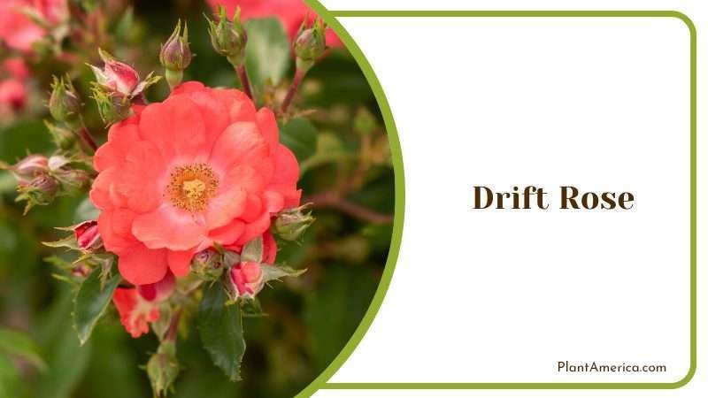 Drift Rose Plant America Drift Rose Plant America