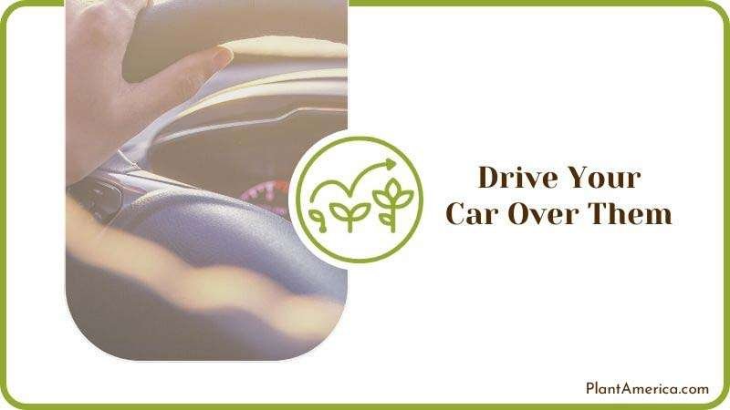 Drive Your Car Over Them Plant America Drive Your Car Over Them Plant America