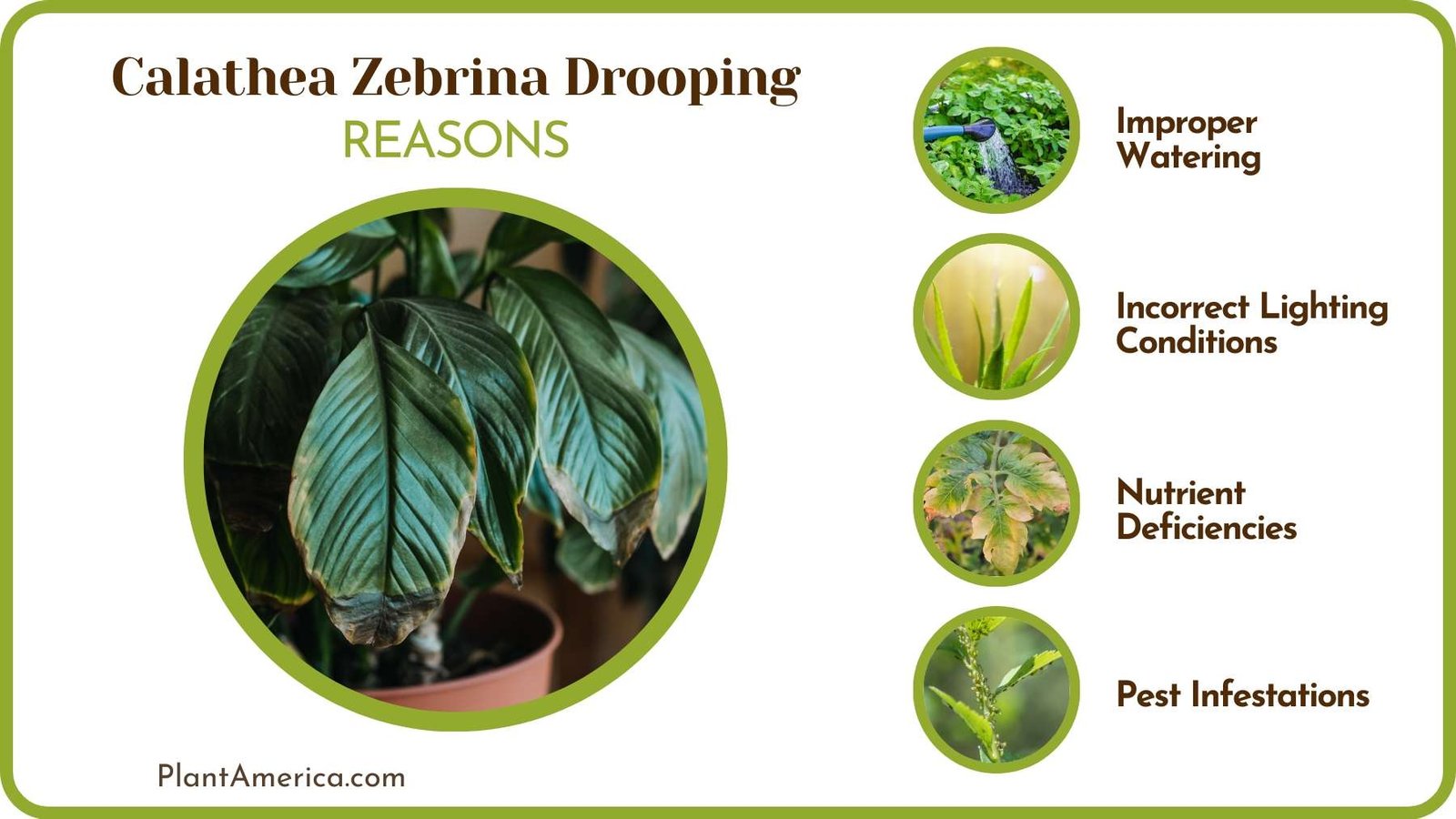 Drooping Calathea Plants ~ Plant America