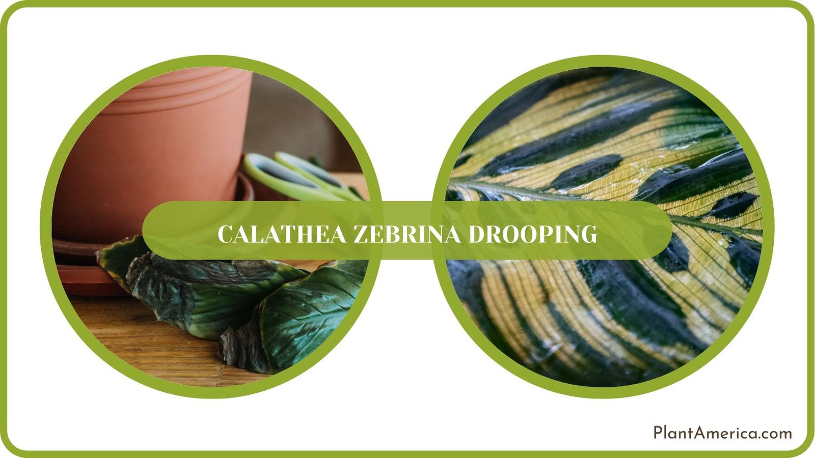 Drooping Leaves of Calathea ~ Plant America