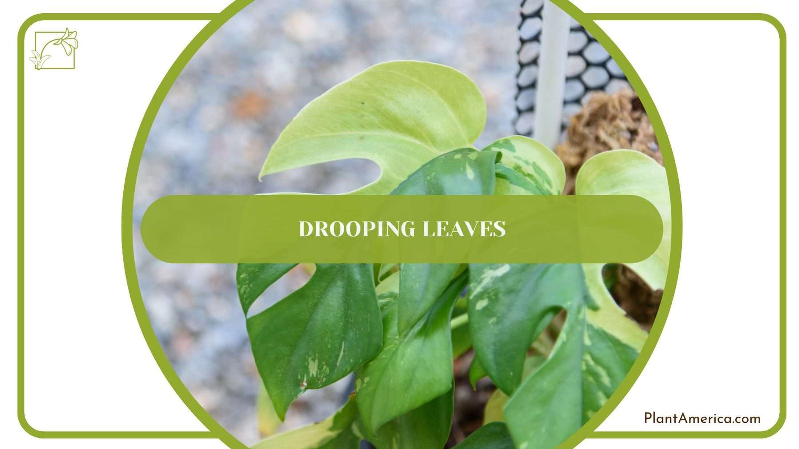 Drooping Leaves of Cryptantha PlantAmerica