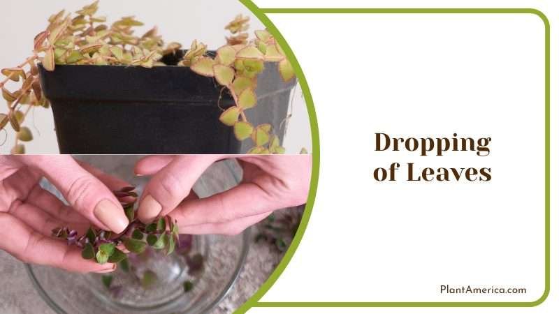 Dropping Leaves of Callisia Repens Plant America