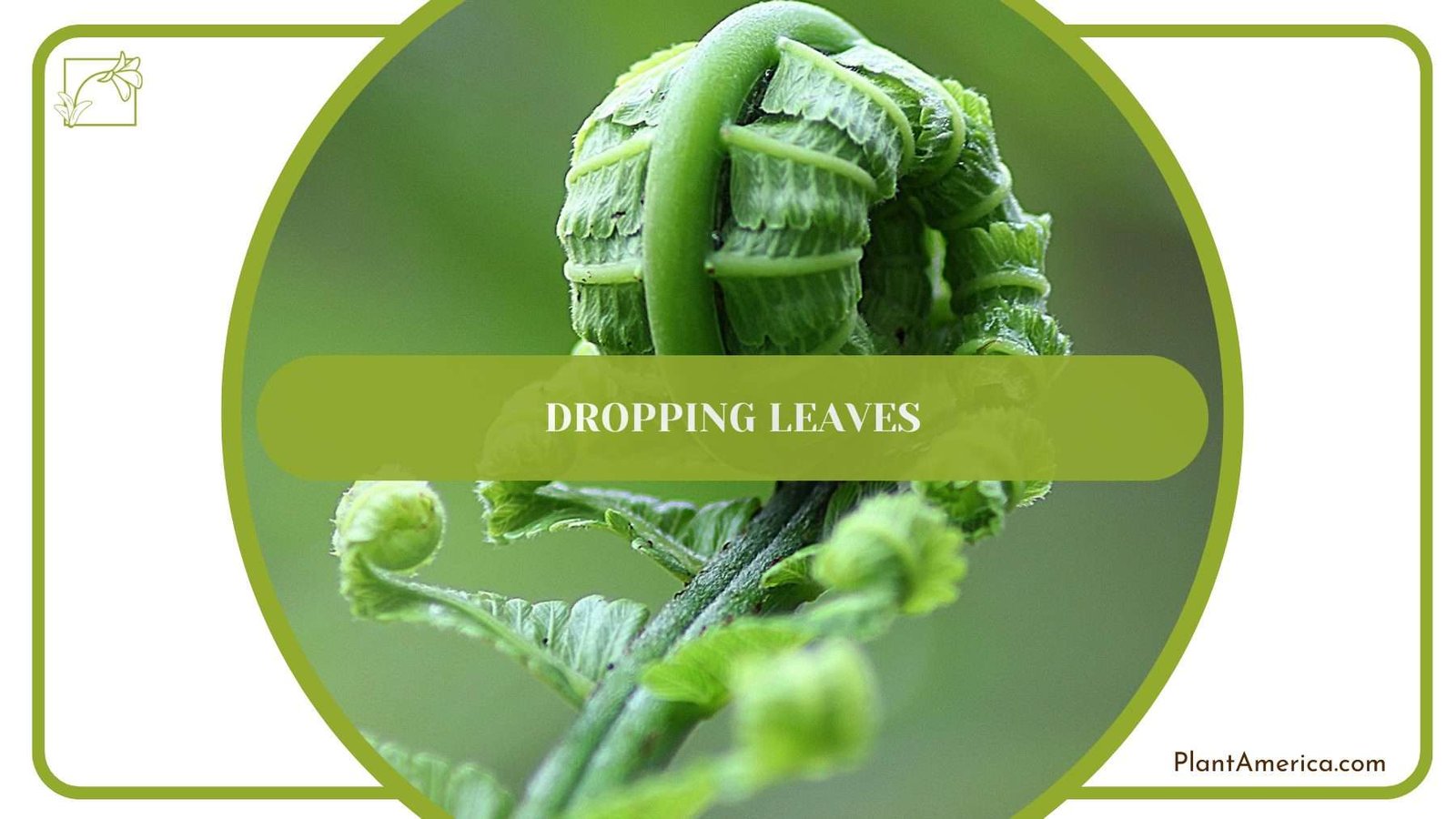 Dropping Leaves of Plumosa Fern PlantAmerica