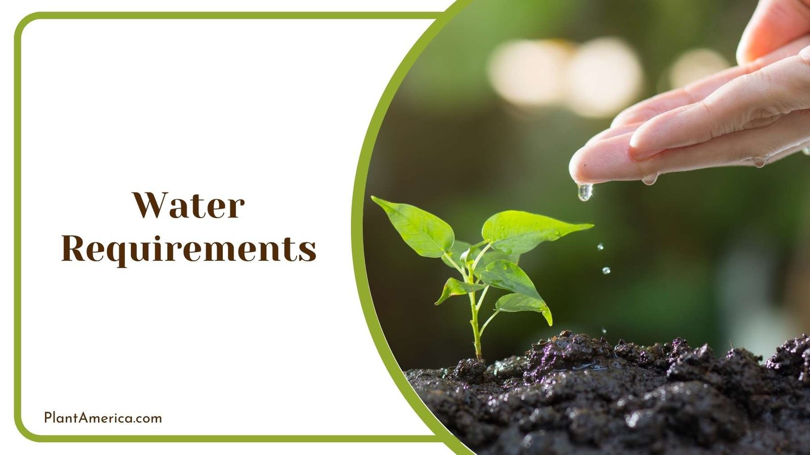 Drops Of Water On a Plant Plant America