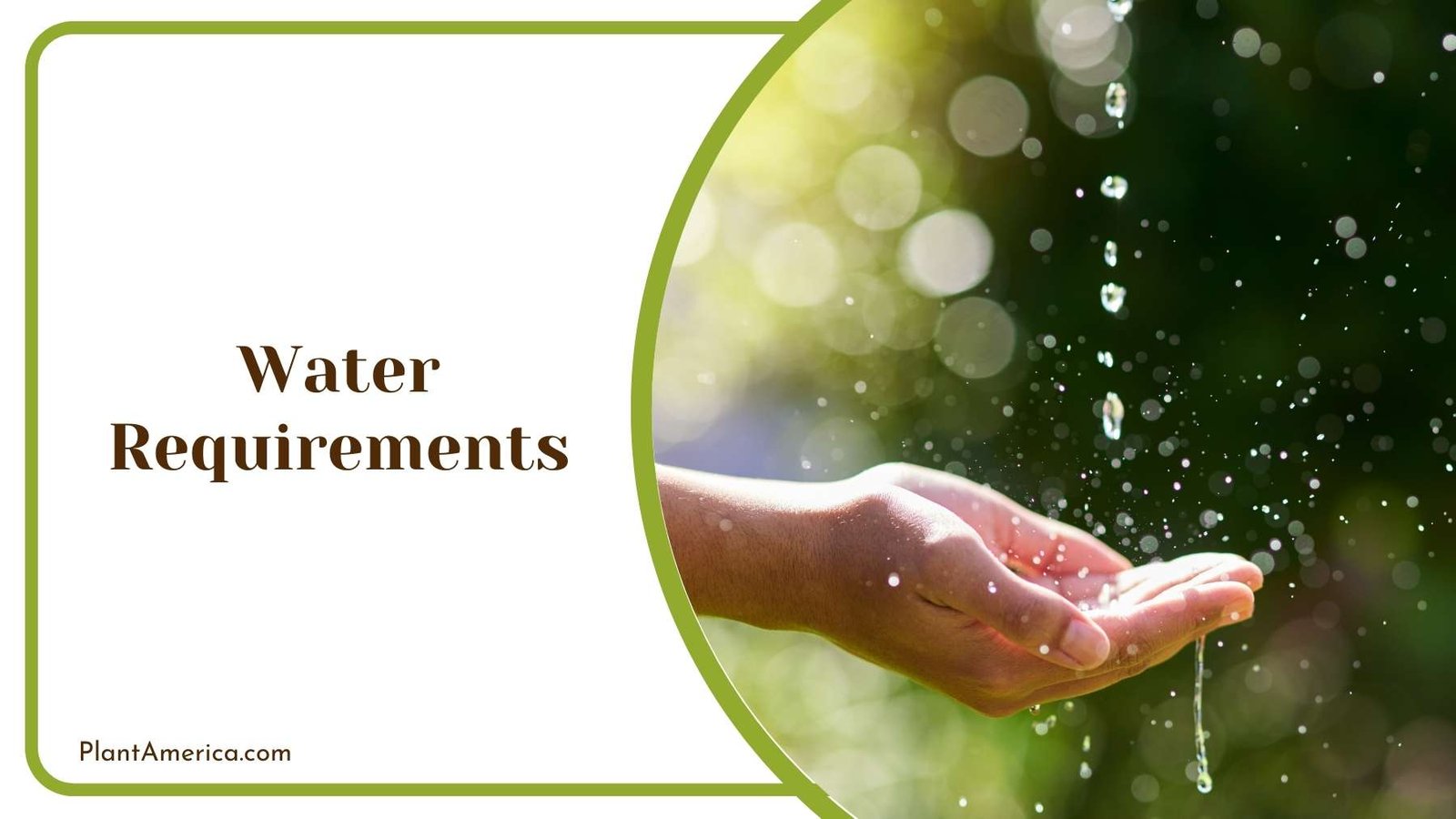 Drops Of Water in Hands Plant America Drops Of Water in Hands Plant America