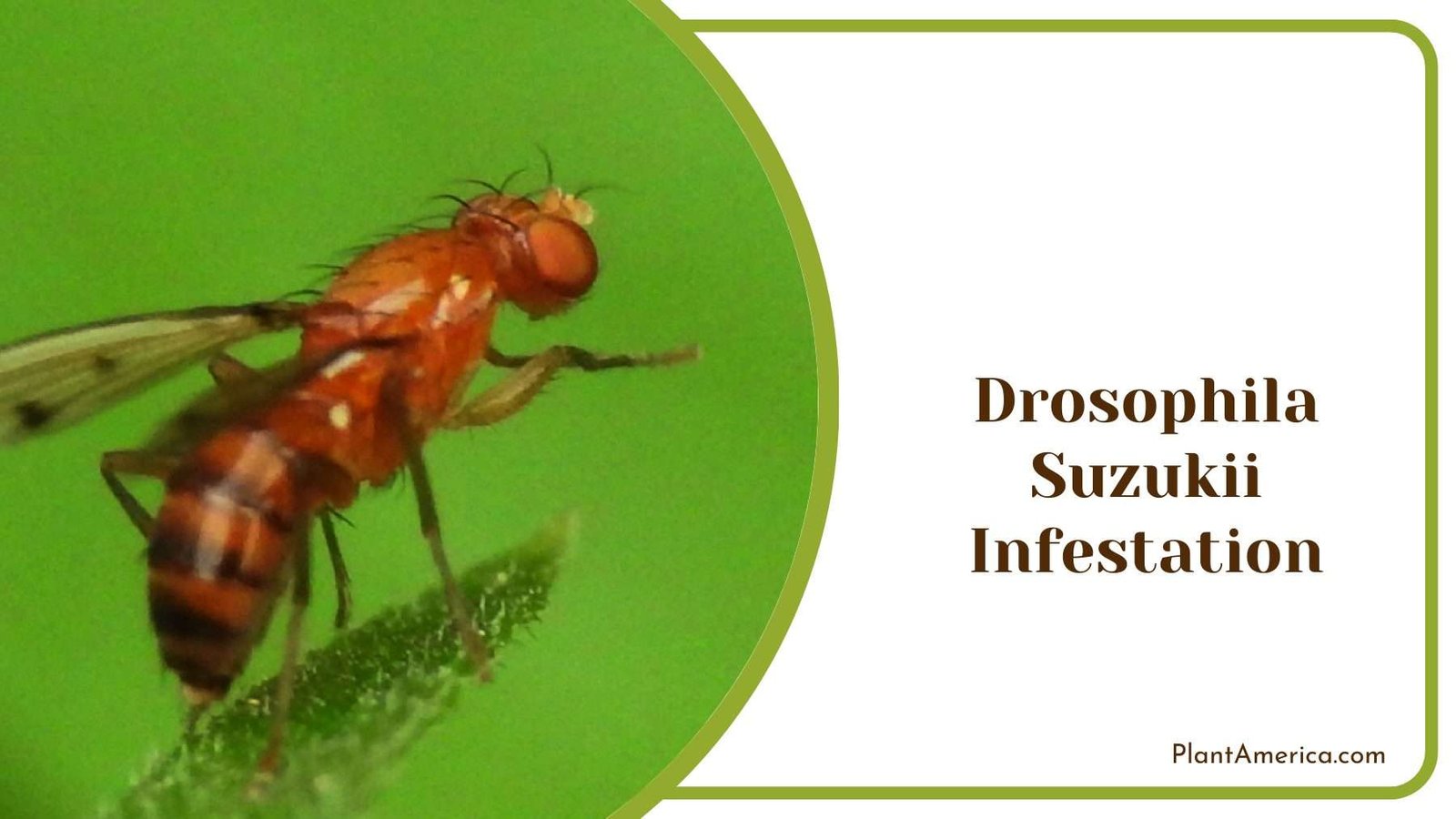 Drosophila Suzukii Infestation Plant America Drosophila Suzukii Infestation Plant America