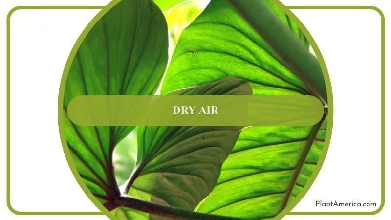 Dry Air for the Plant Plant America