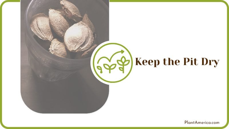 Dry Pit of Avocado PlantAmerica