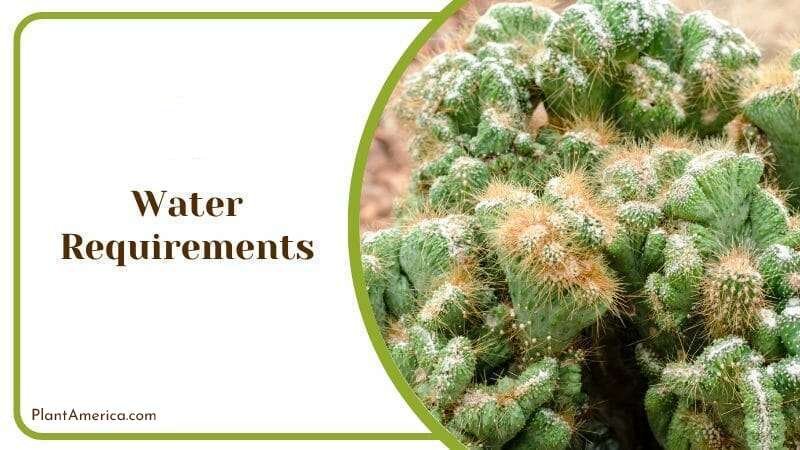 Dry method of watering Plant America