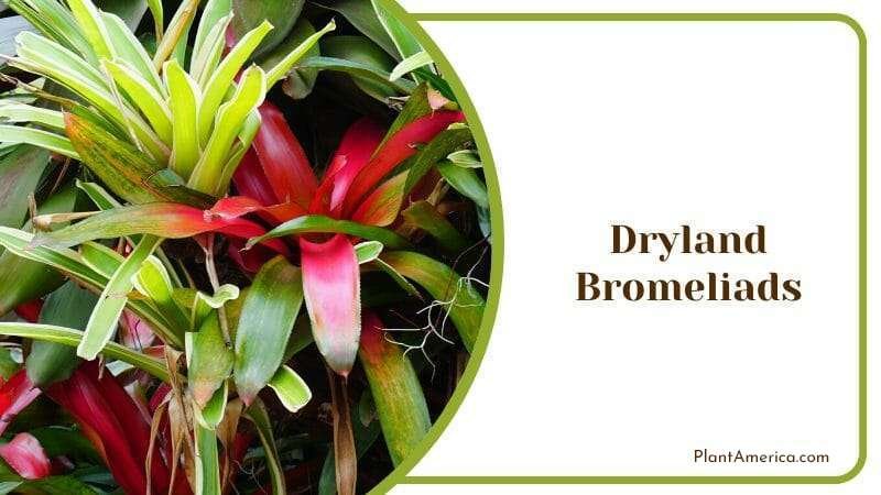 Dryland Bromeliads Plant America