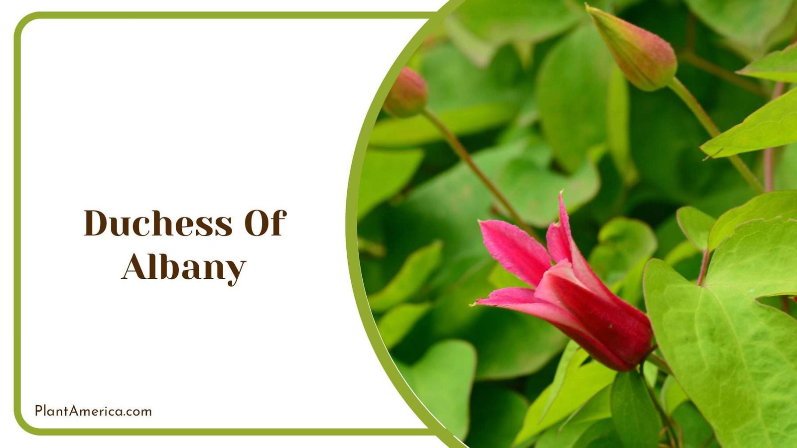 Duchess Of Albany Plant America