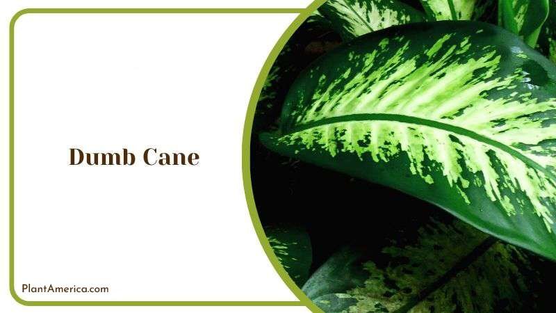 Dumb Cane Plant America