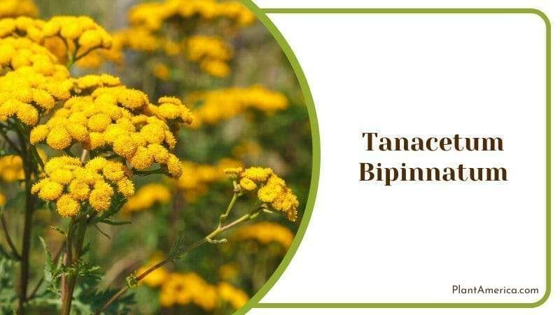 Dune Tansy Tanacetum Bipinnatum Flower Bloom Plant America