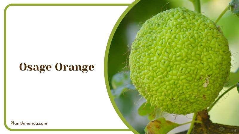 Durable Osage Orange Wood Plant America