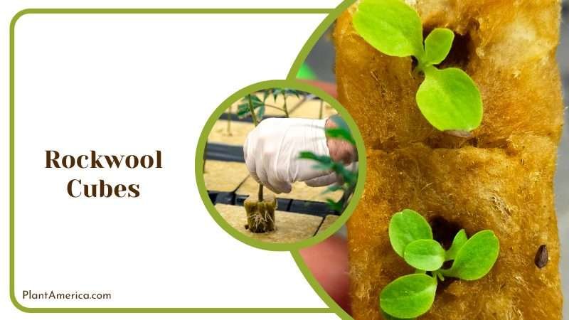 Durable Rockwool for Effective Propagation PlantAmerica