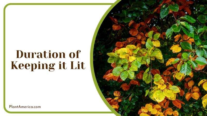Duration of Keeping Plant Lit Plant America