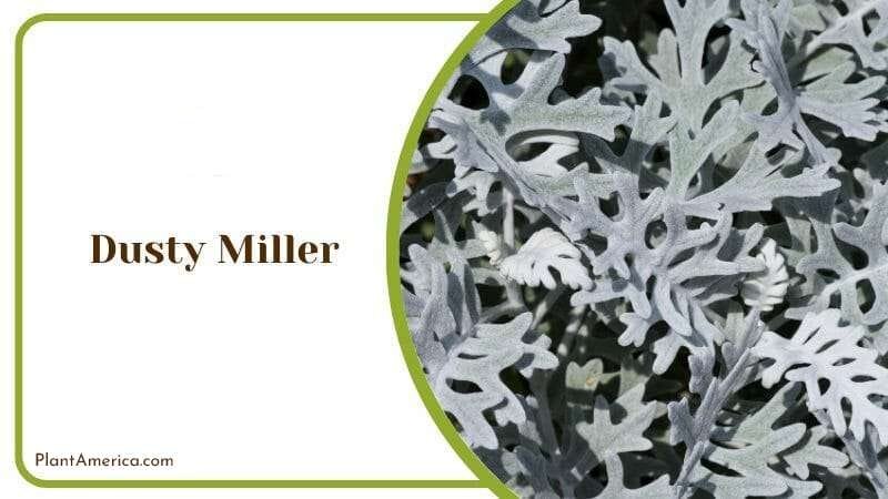 Dusty Miller PlantAmerica