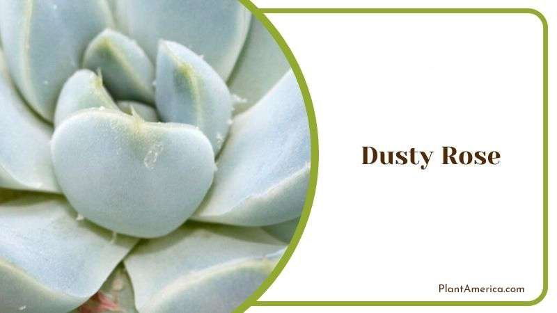 Dusty Rose Plant America Dusty Rose Plant America