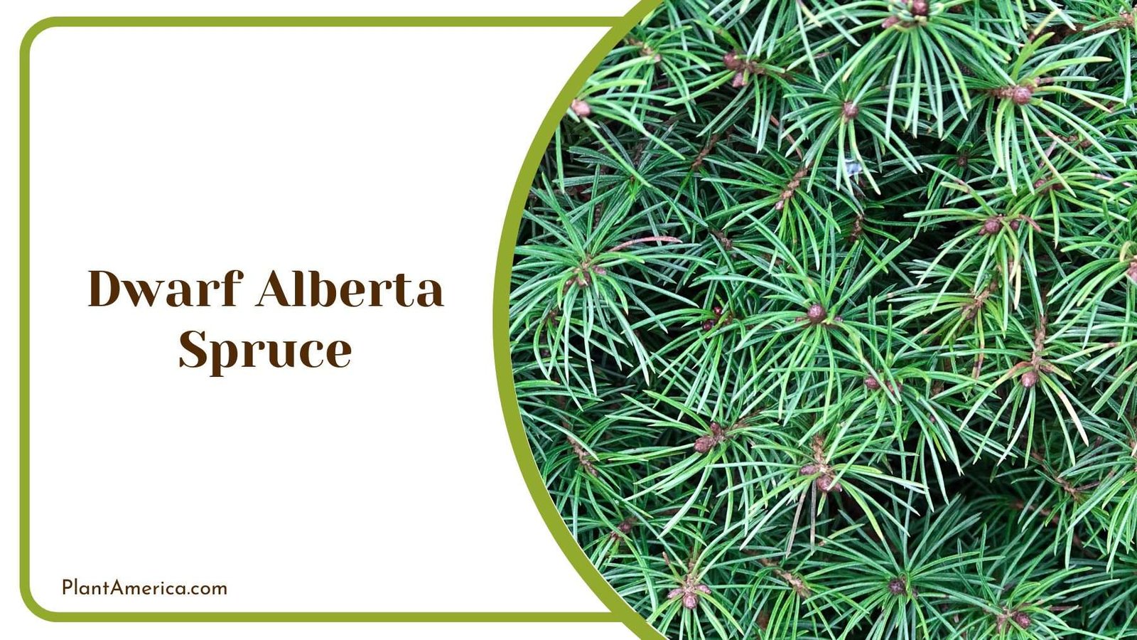 Dwarf Alberta Spruce Plant America Dwarf Alberta Spruce Plant America