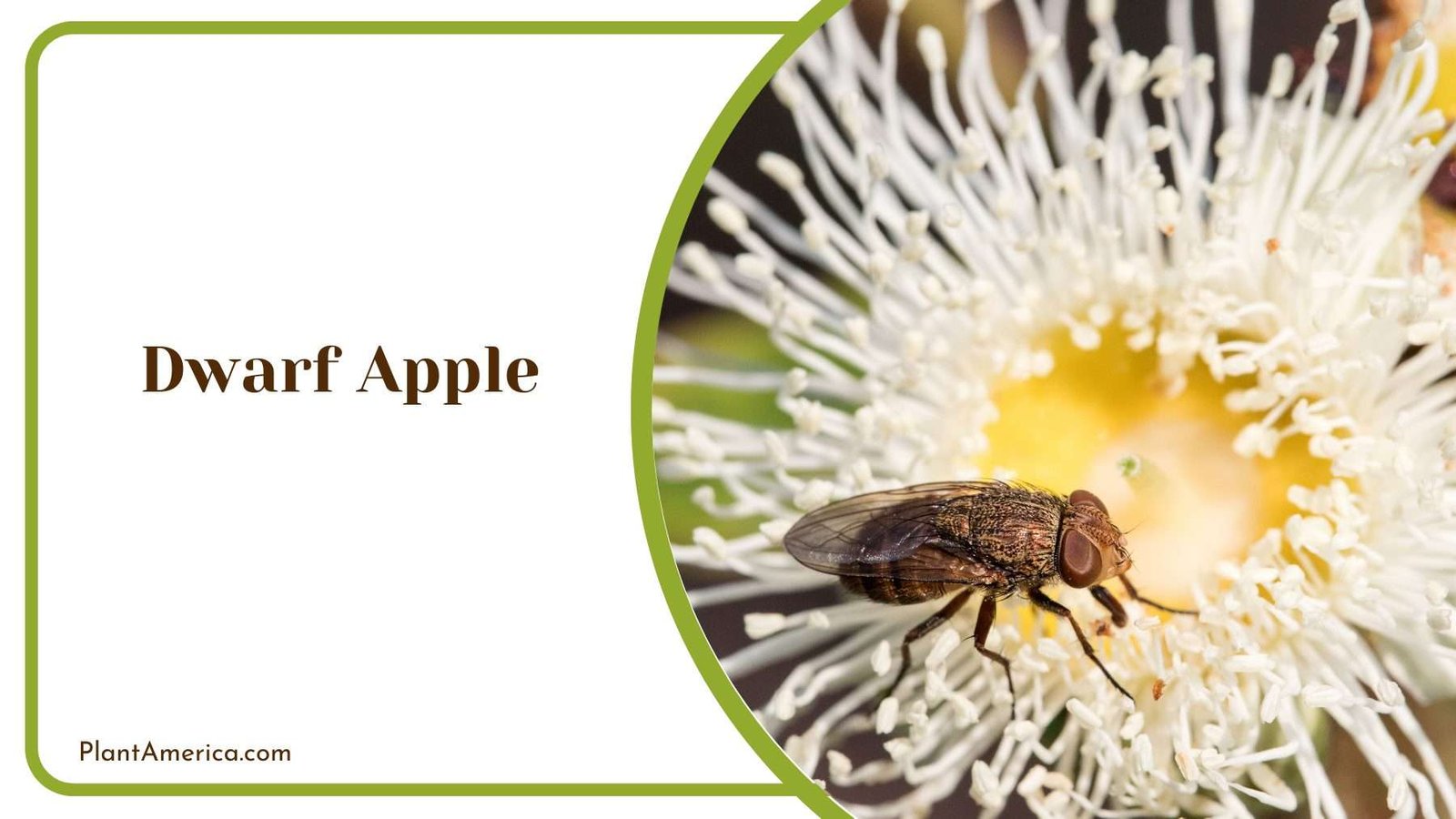 Dwarf Apple Flower Plant America Dwarf Apple Flower Plant America