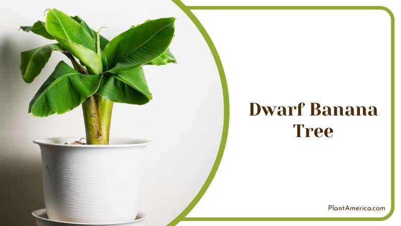 Dwarf Banana Tree Plant America Dwarf Banana Tree Plant America