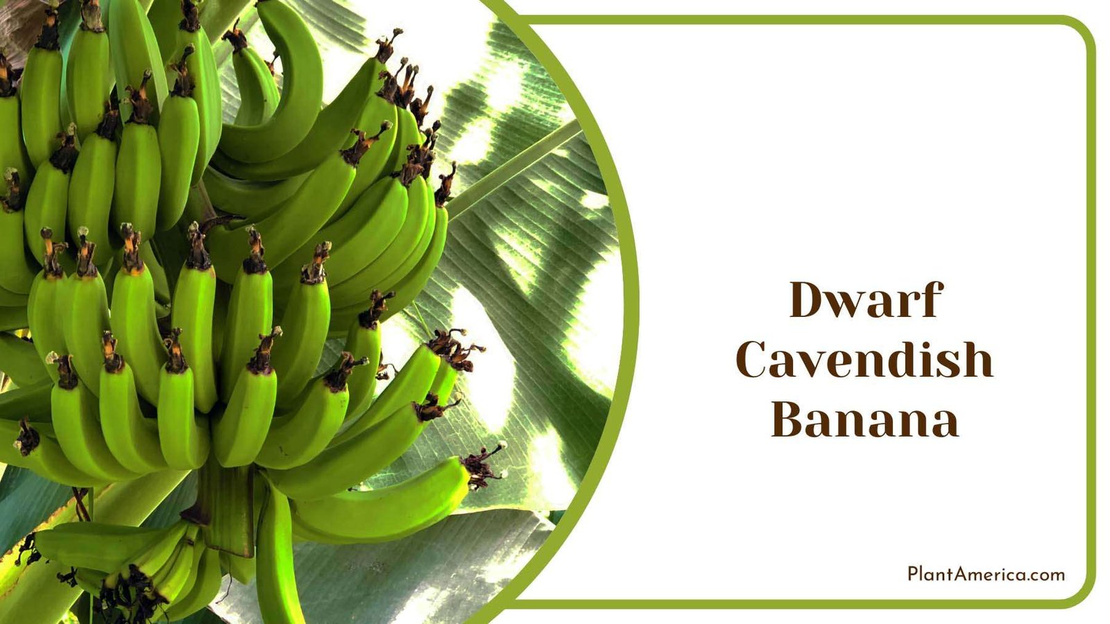 Dwarf Cavendish Green Banana Plant America