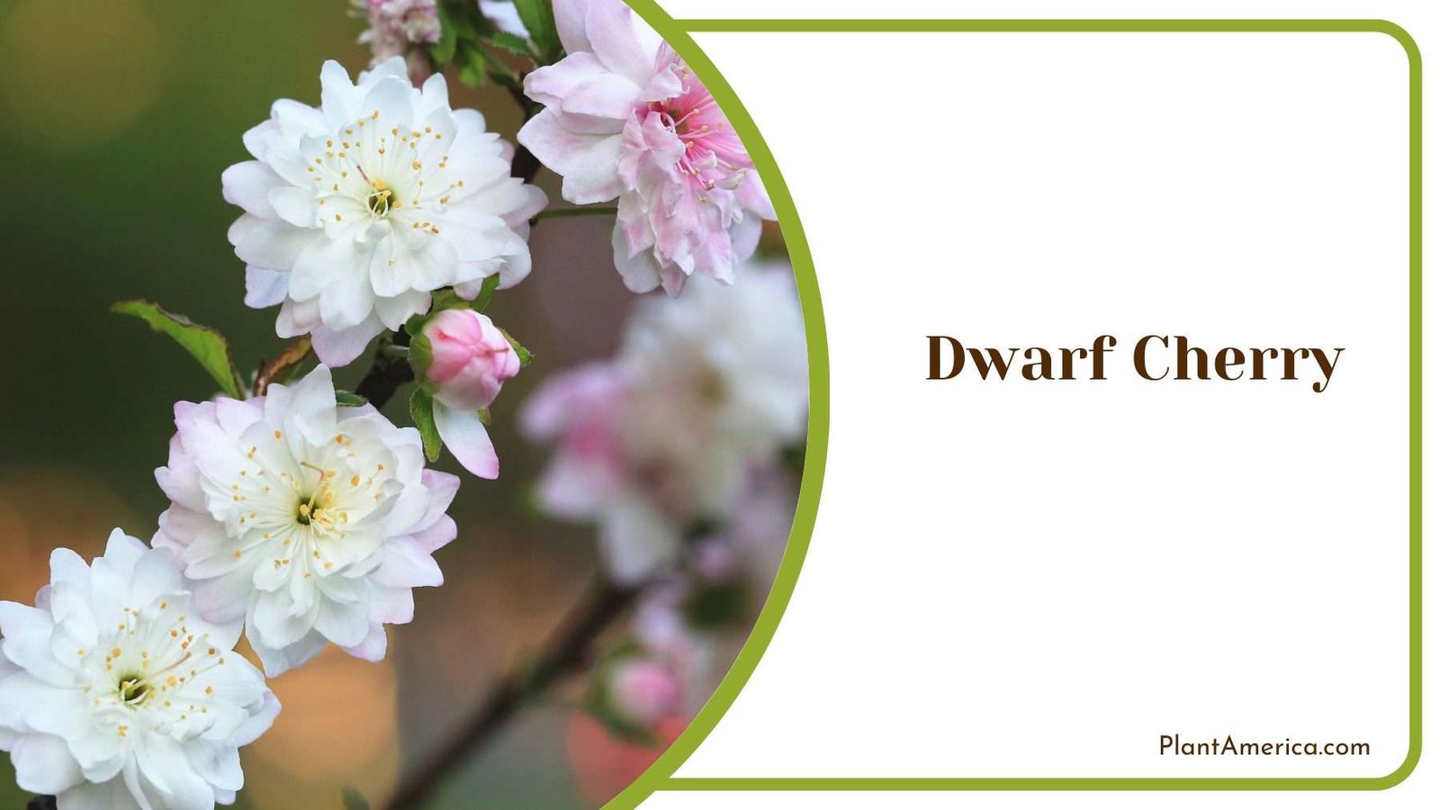 Dwarf Cherry Plant America Dwarf Cherry Plant America