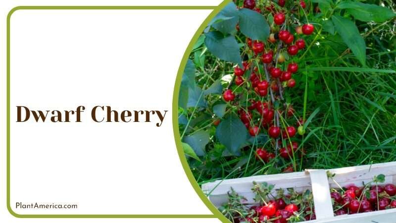 Dwarf Cherry not an actual tree specie PlantAmerica