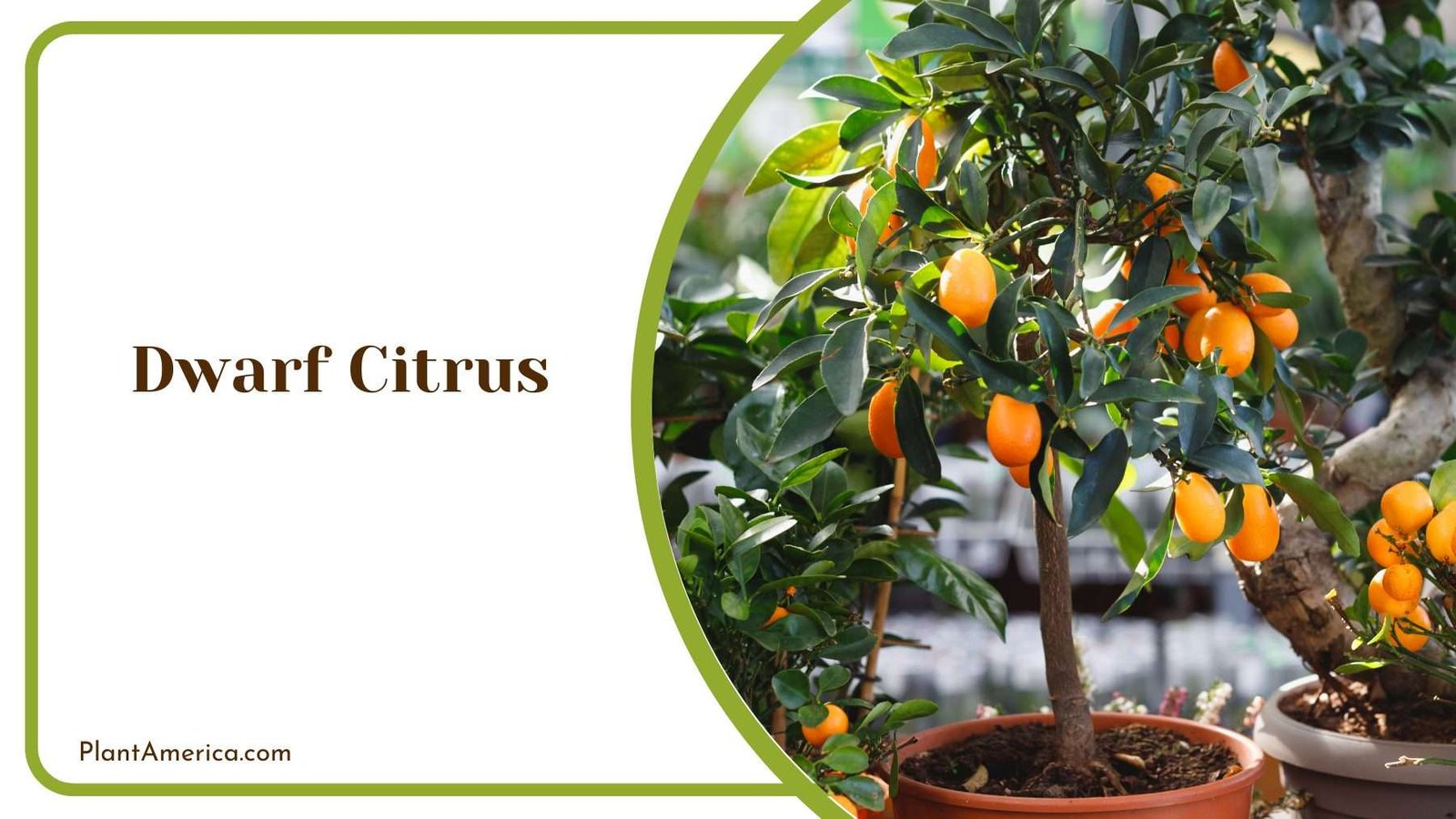 Dwarf Citrus Plant America Dwarf Citrus Plant America