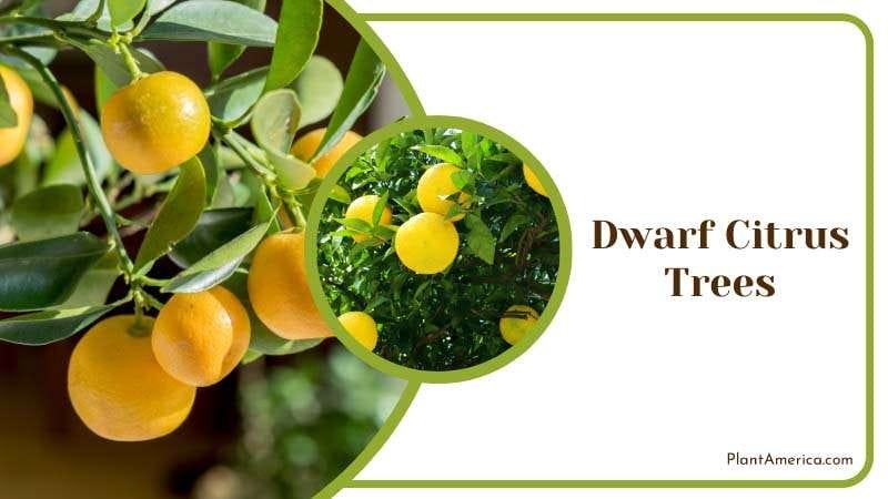 Dwarf Citrus Trees repel spiders PlantAmerica