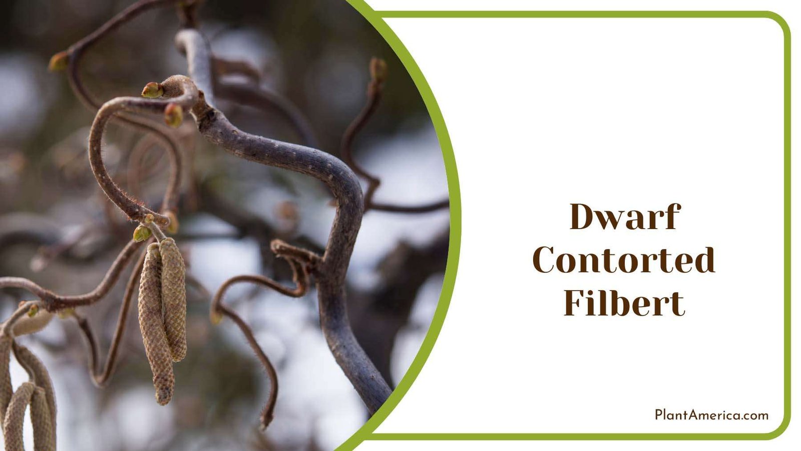 Dwarf Contorted Filbert Plant America