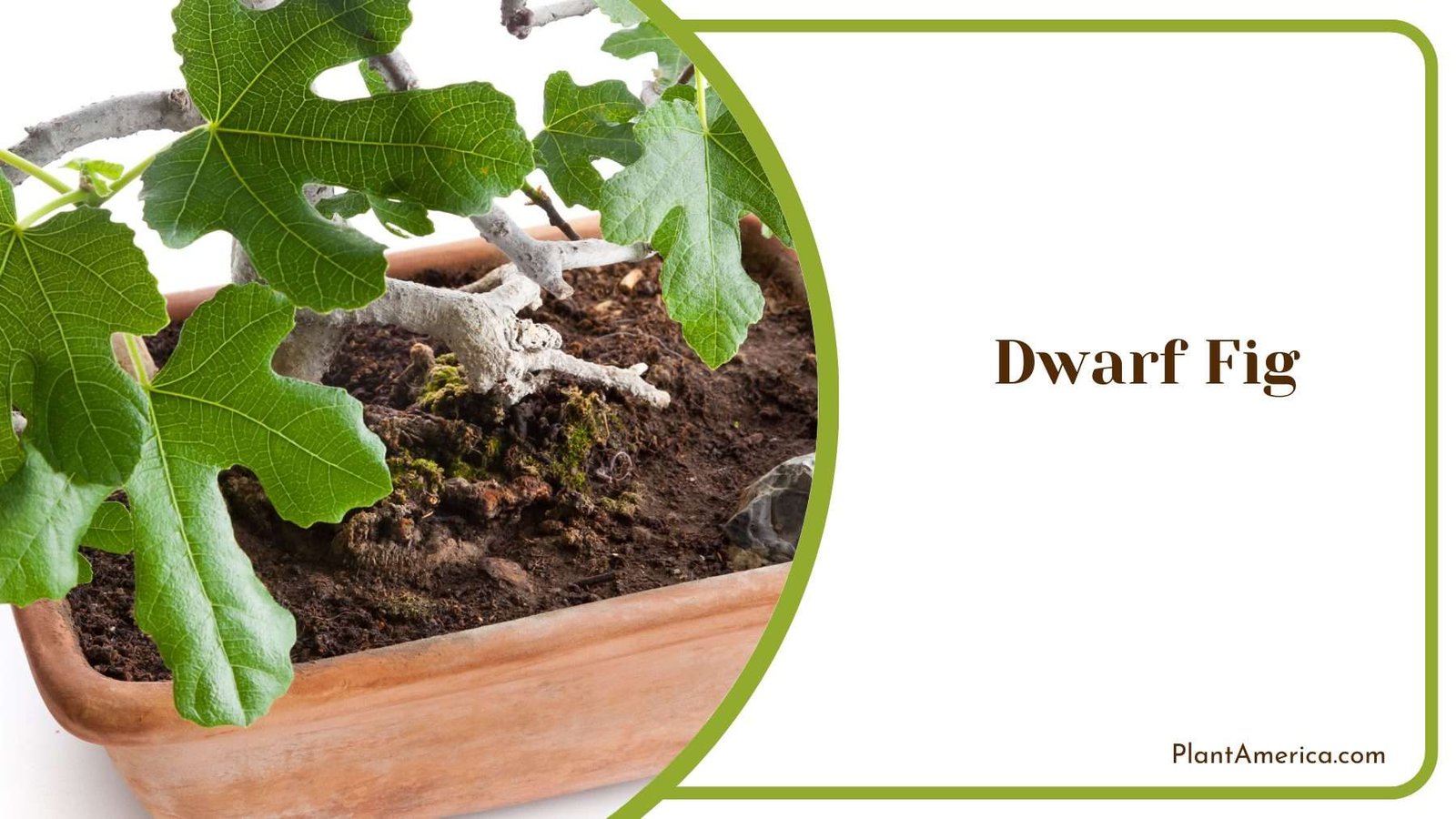 Dwarf Fig Plant America Dwarf Fig Plant America