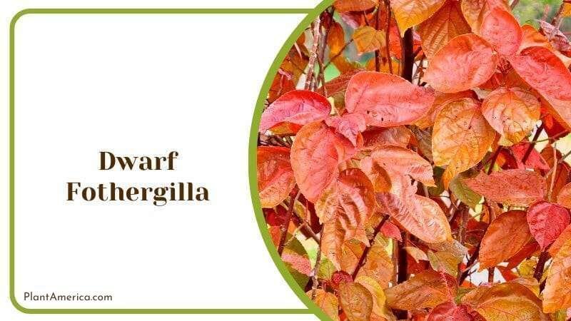 Dwarf Fothergilla cluster of leaves Plant America
